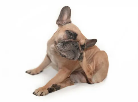 家族やペットに健康被害