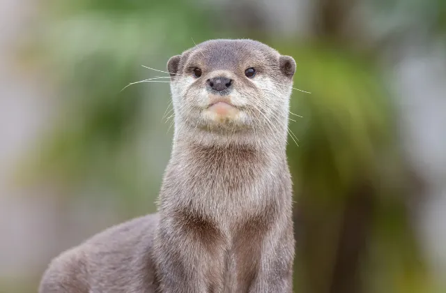 害獣被害のサイン